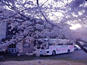 20210401_桜とバス.JPG