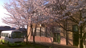 20230402_桜、見頃を迎えています。.jpg