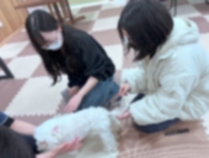 cats4 - コピー.jpg